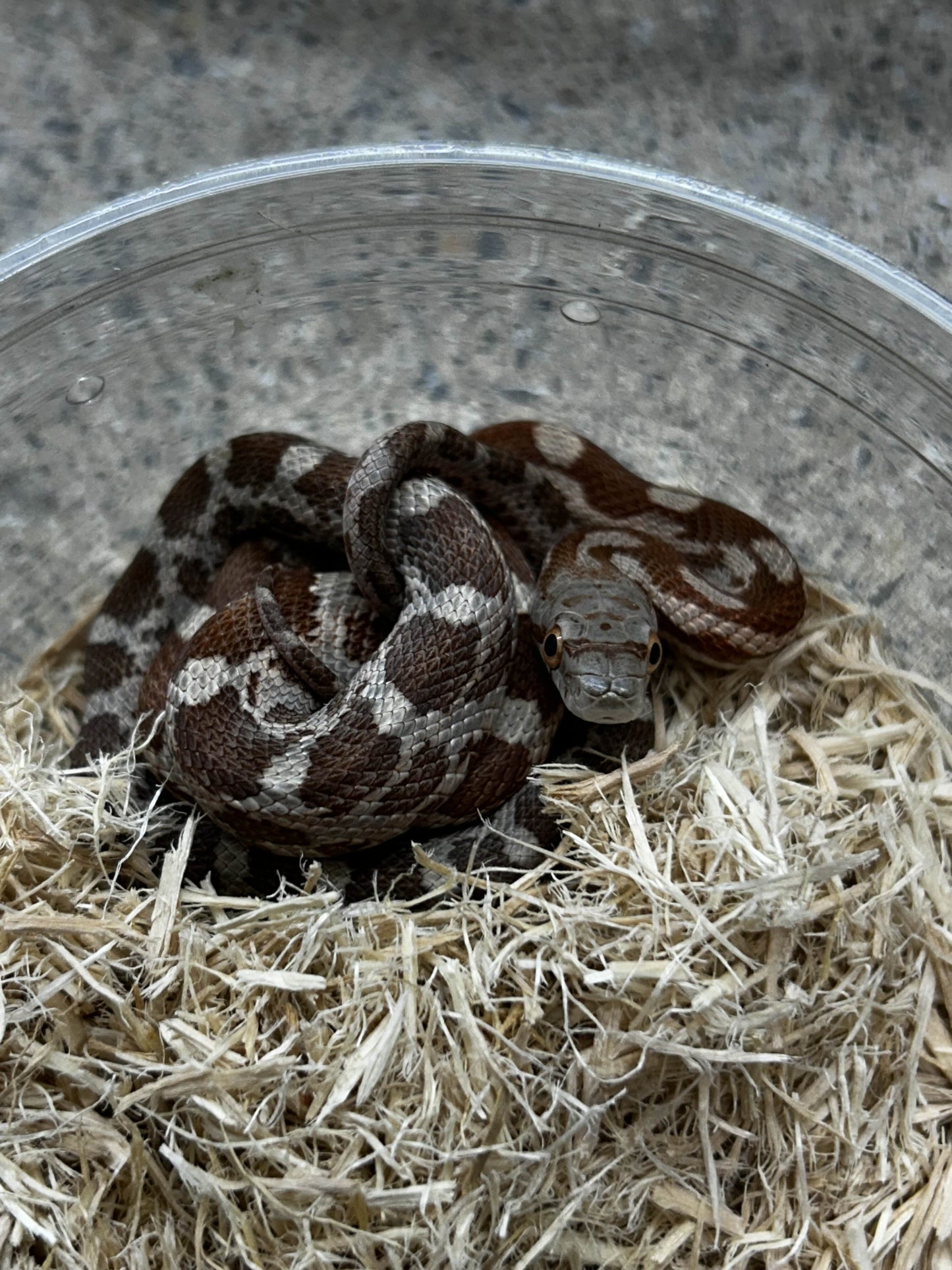 Male Het Lucy Texas Rat Snake