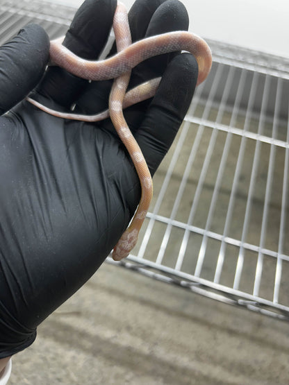 Female Hypo Sunkissed Snow Corn Snake