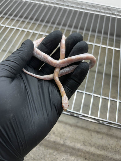 Female Hypo Sunkissed Snow Corn Snake