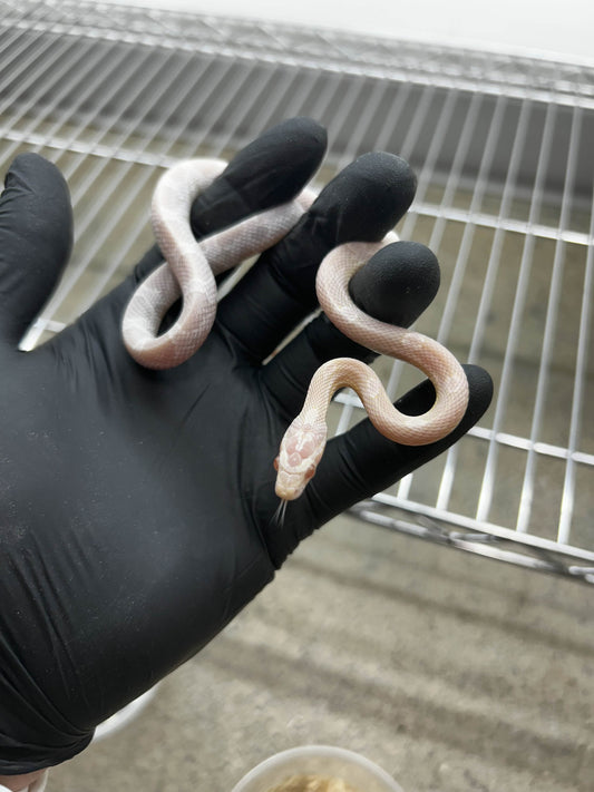 Female Hypo Sunkissed Snow Corn Snake