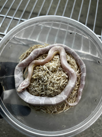 Female Hypo Sunkissed Snow Corn Snake