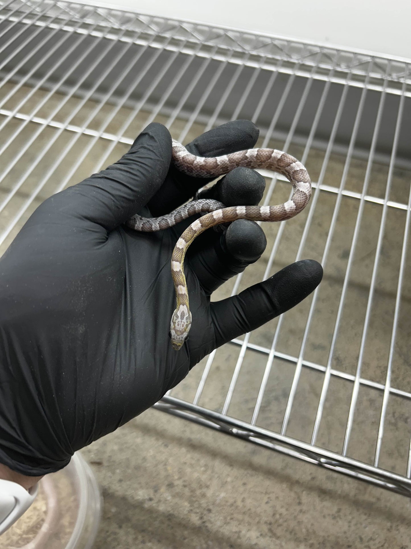 Male Hypo Anery Sunkissed Corn Snake