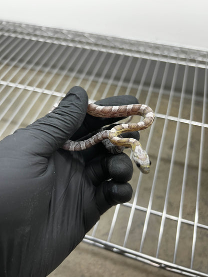 Male Hypo Anery Sunkissed Corn Snake