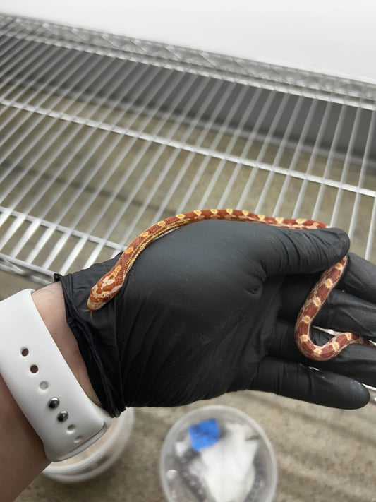 Male Hypo Sunkissed Corn Snake