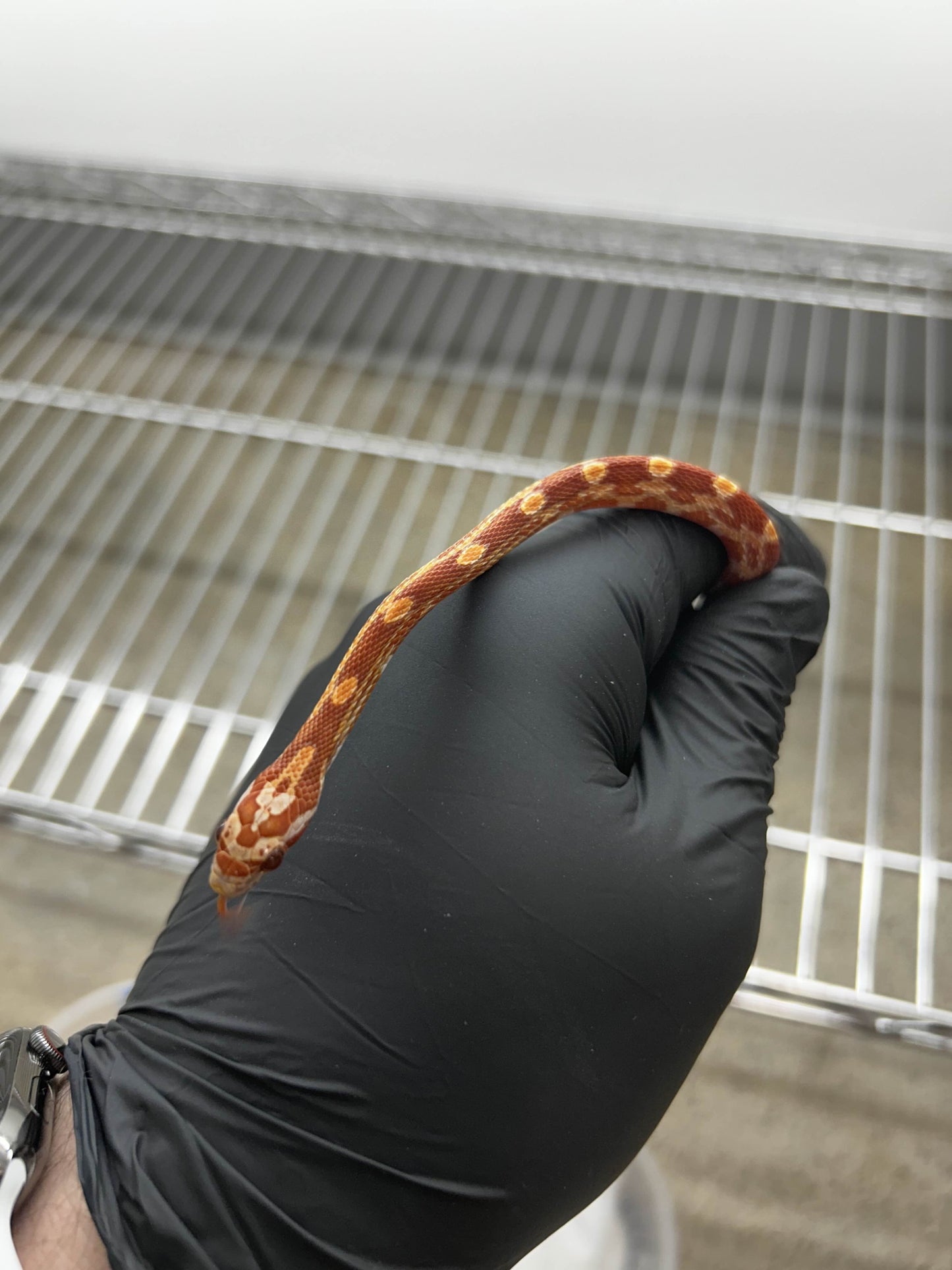 Male Hypo Sunkissed Corn Snake