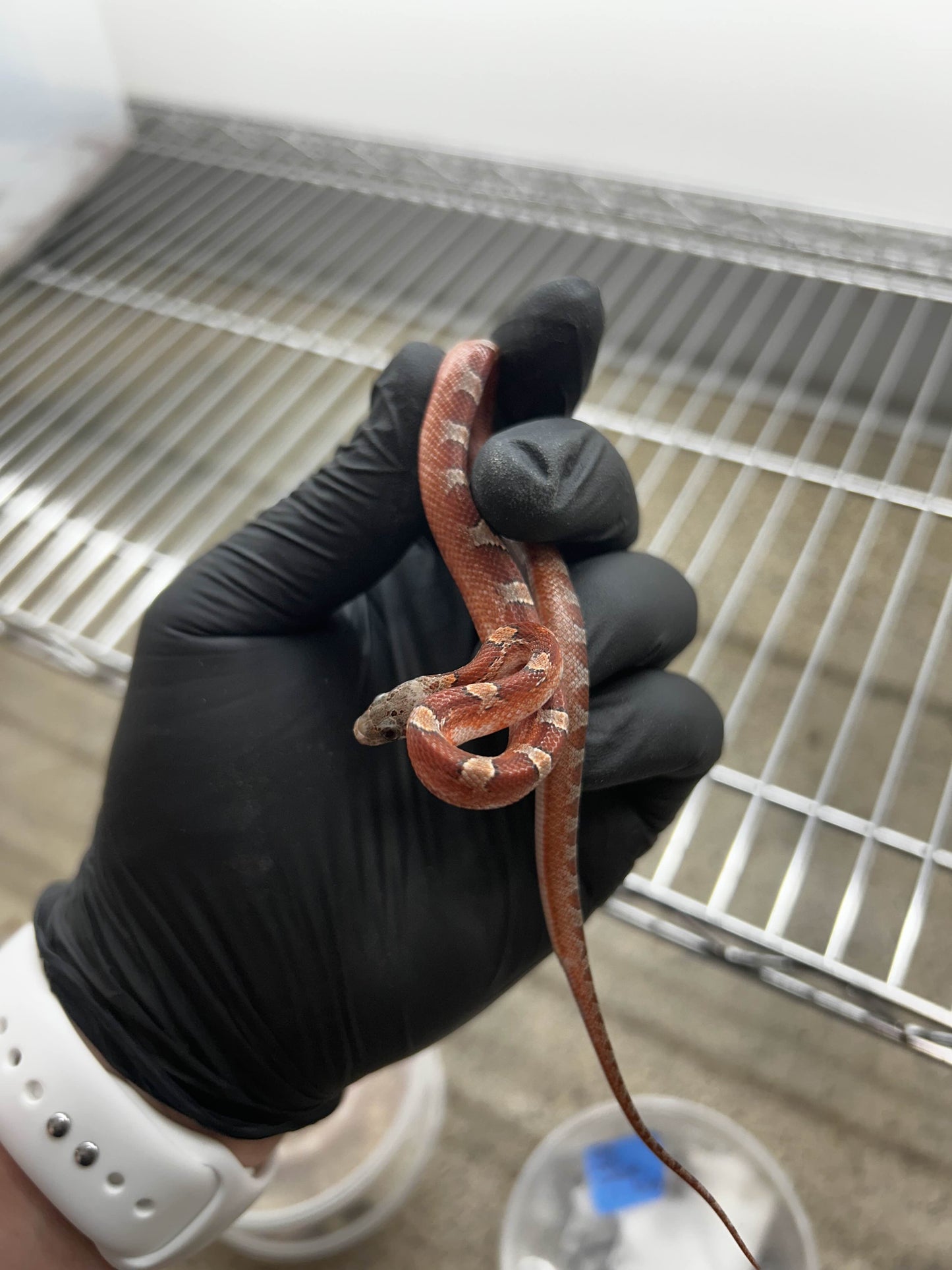 Male Bloodred Piedside Corn Snake