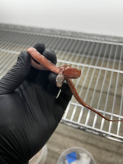 Male Bloodred Piedside Corn Snake