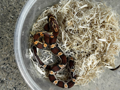 Male Okeetee Corn Snake