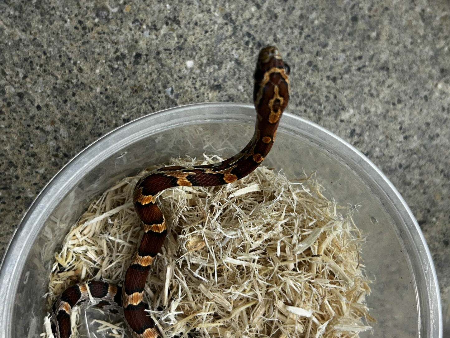 Male Okeetee Corn Snake