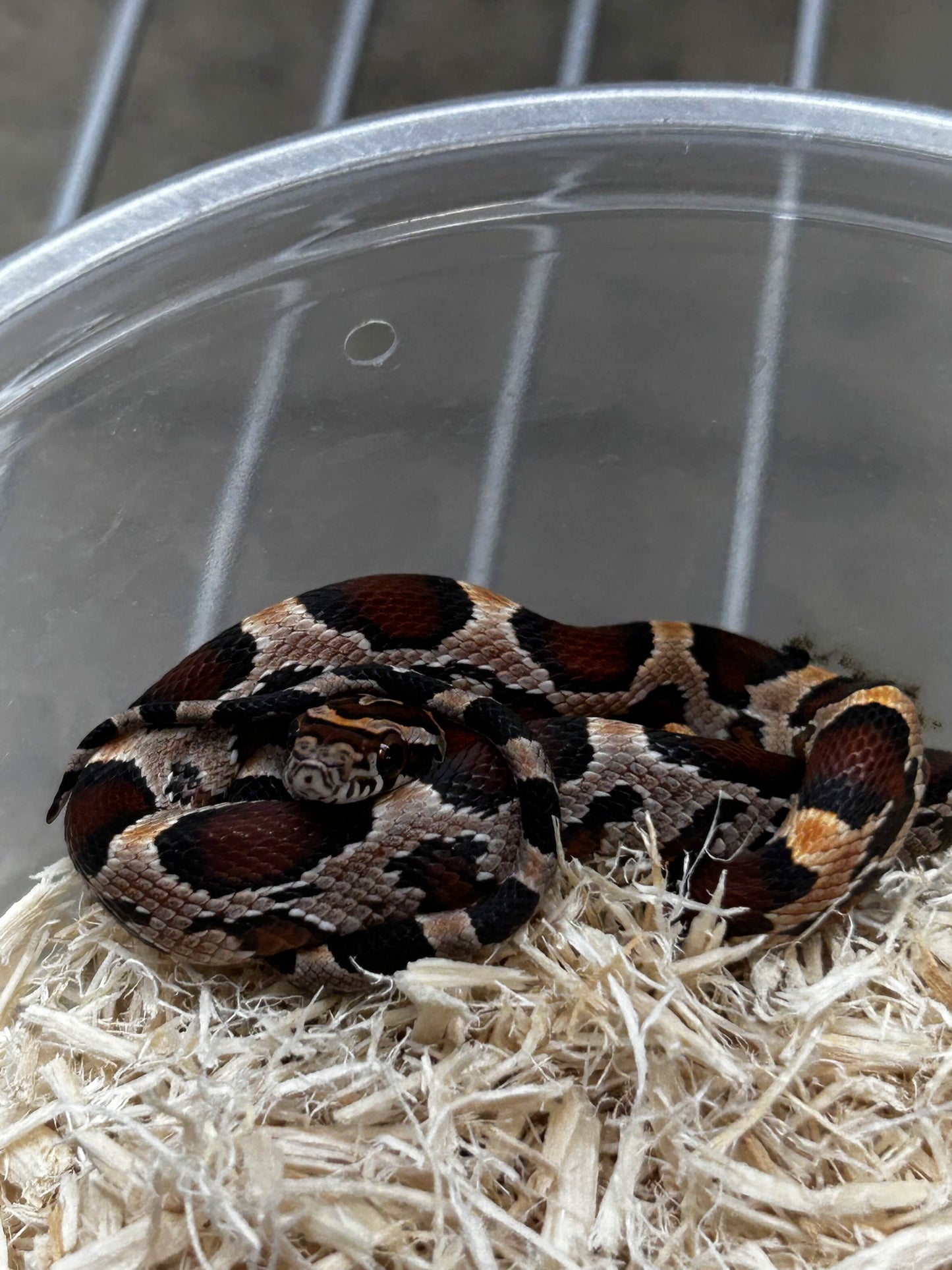 Male Okeetee Corn Snake