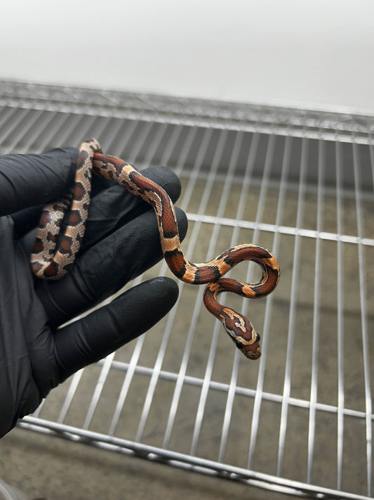 Male Okeetee Corn Snake