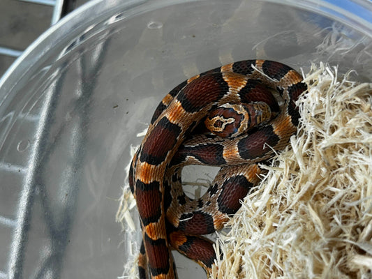 Male Okeetee Corn Snake