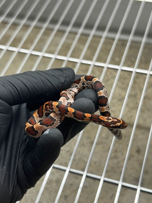 Female Okeetee Corn Snake