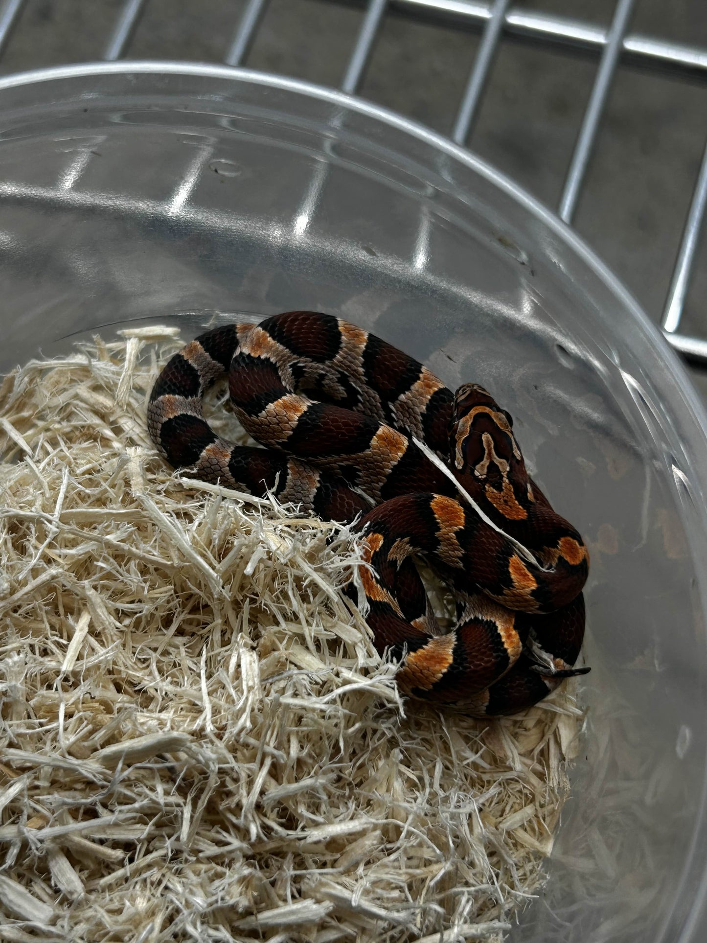 Female Okeetee Corn Snake