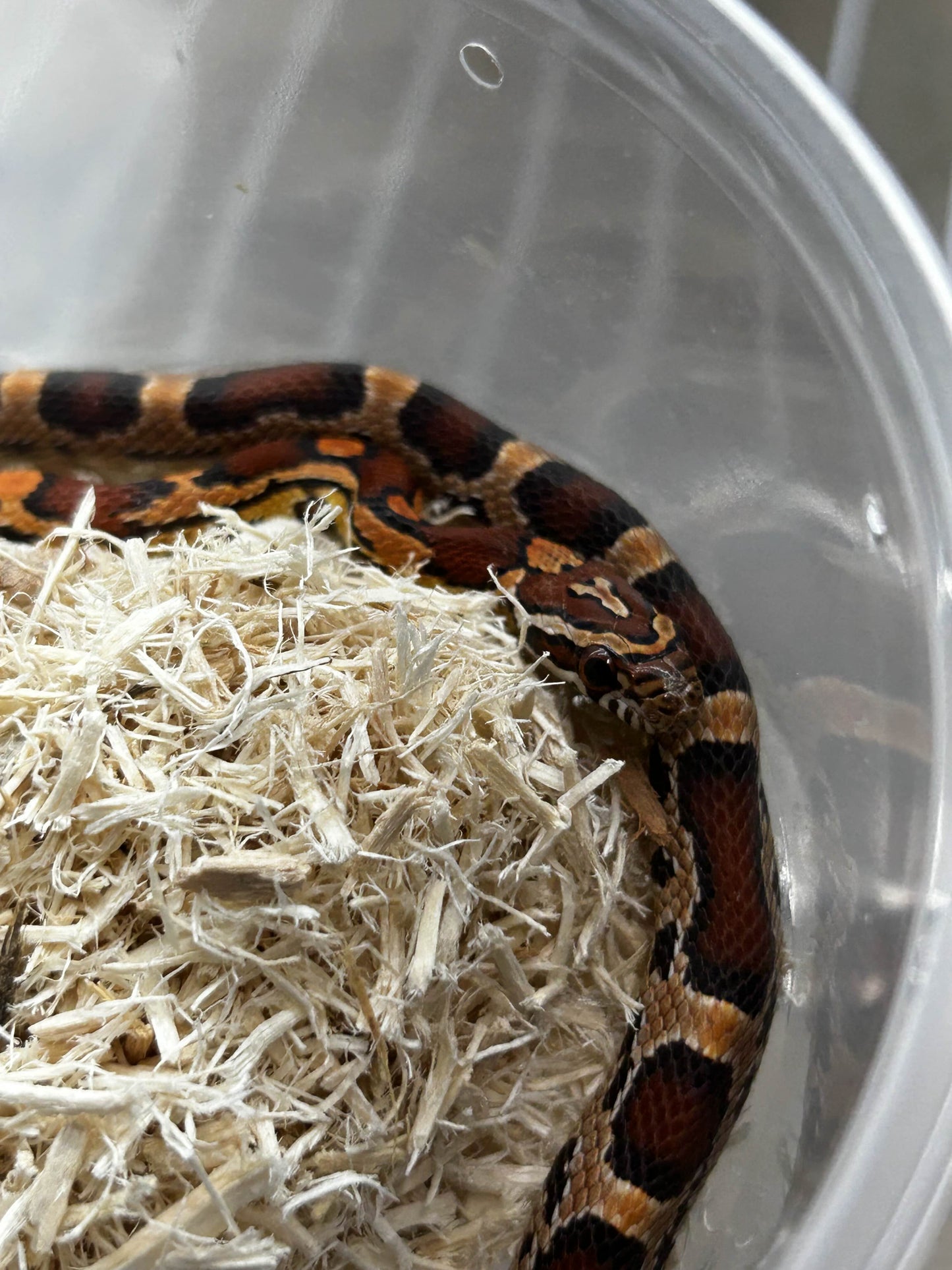 Female Okeetee Corn Snake