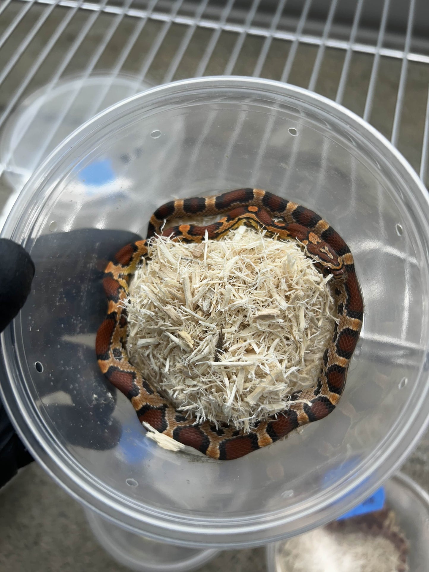 Female Okeetee Corn Snake