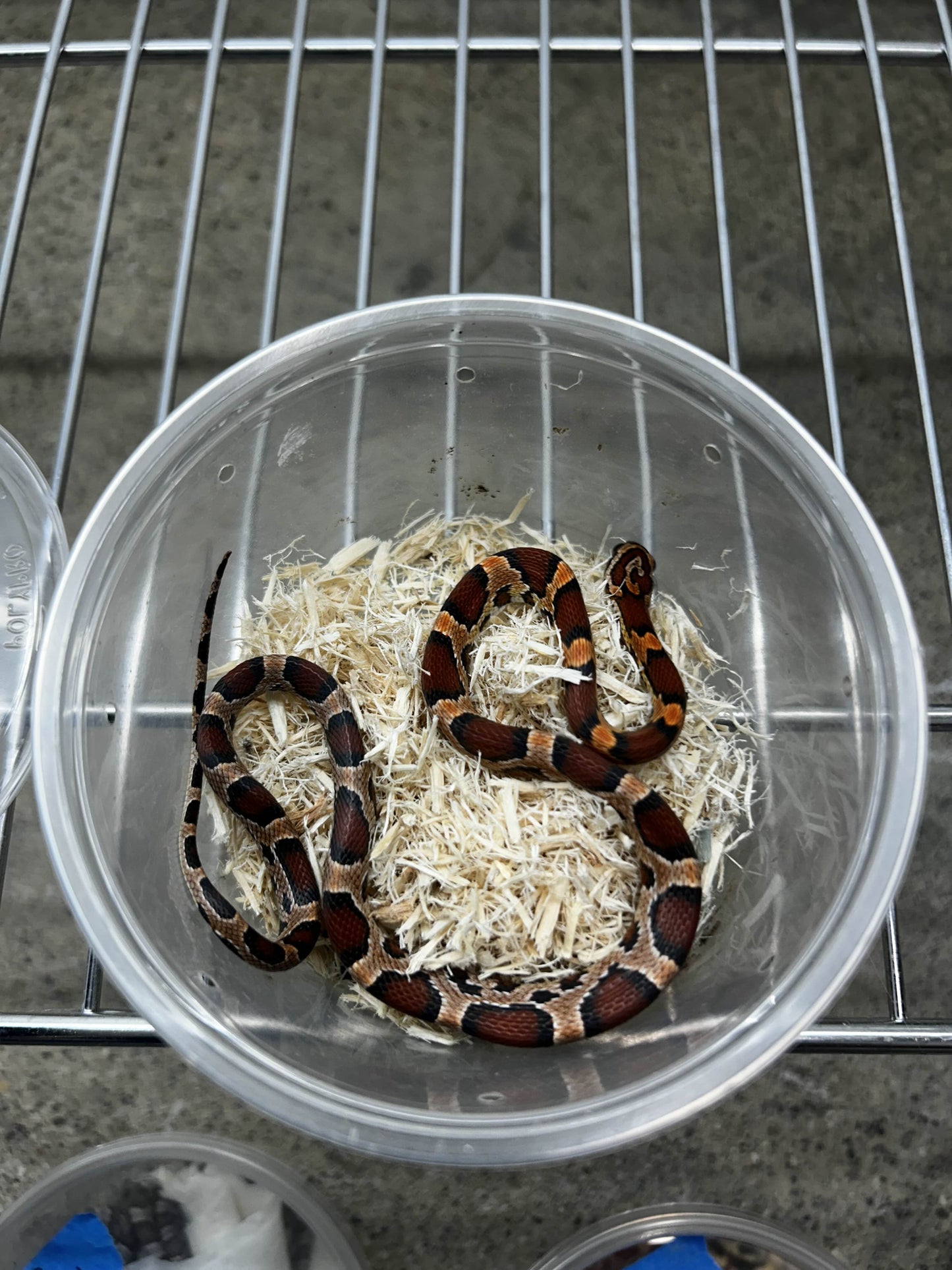 Female Okeetee Corn Snake