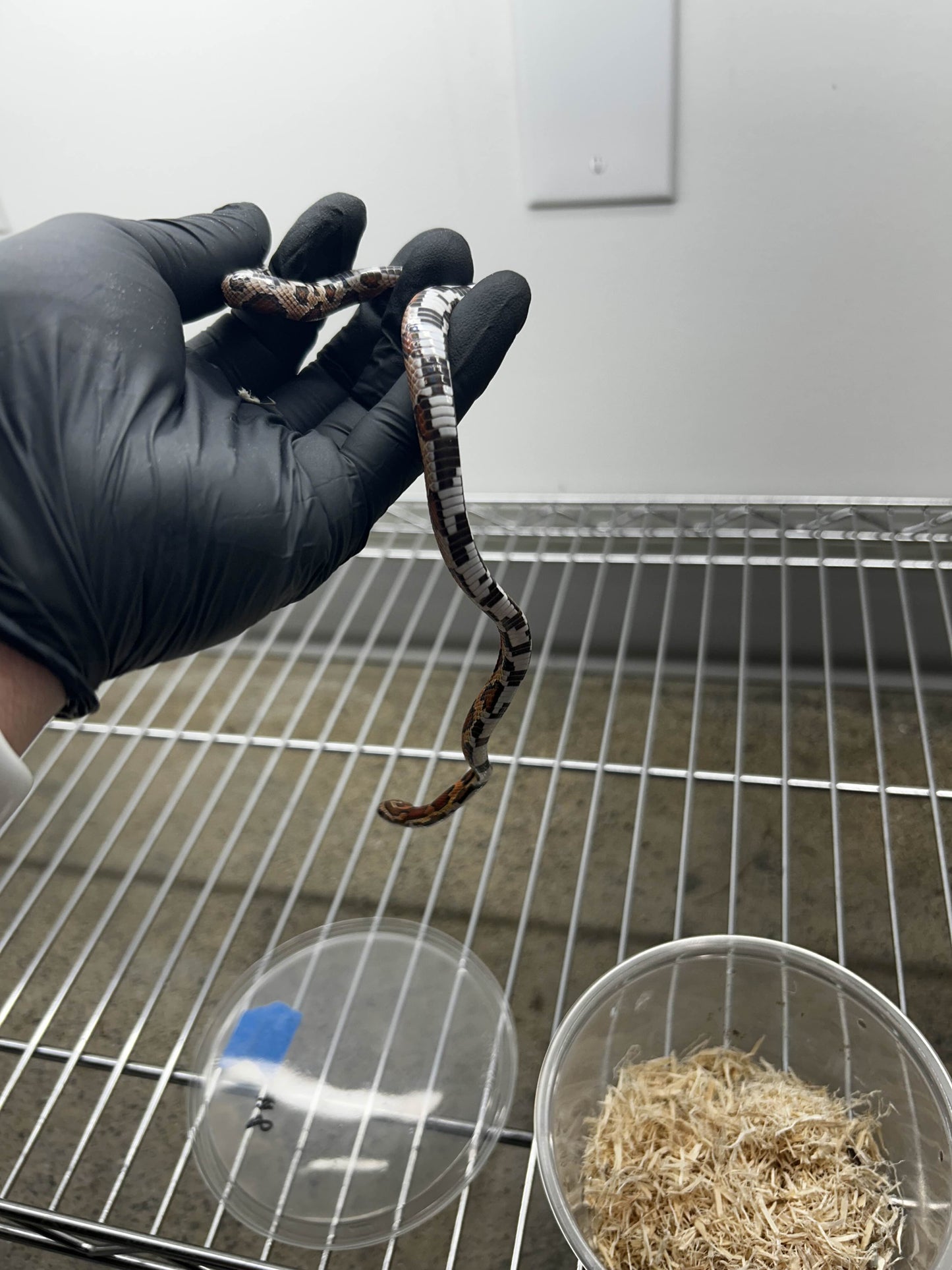 Female Okeetee Corn Snake