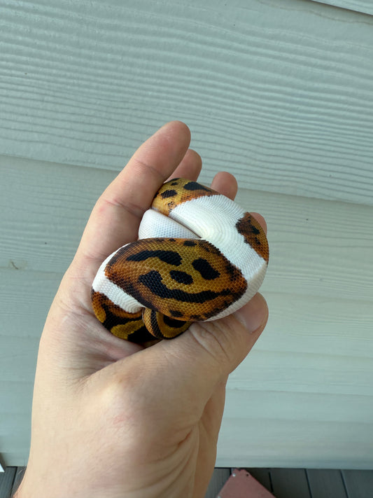 “Emoji” pied