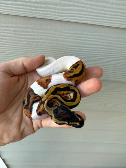 “Emoji” pied