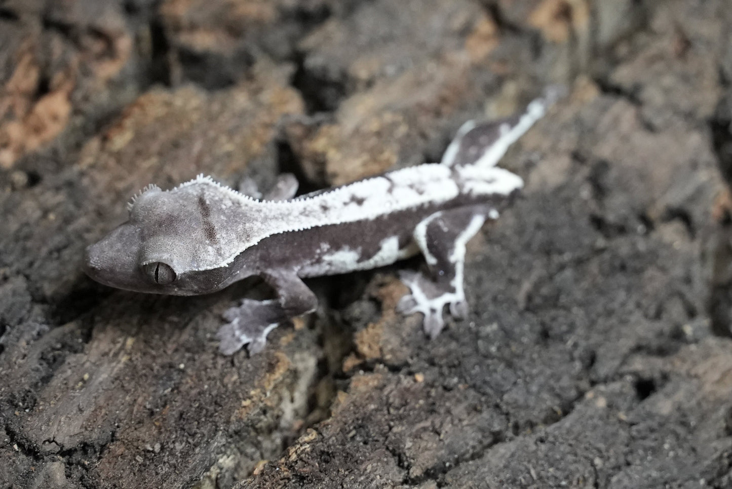 Axanthic Lilywhite