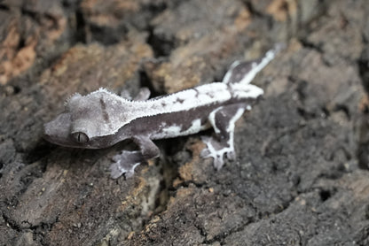 Axanthic Lilywhite