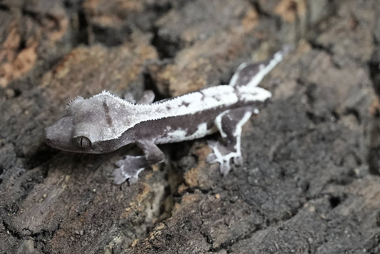 Axanthic Lilywhite