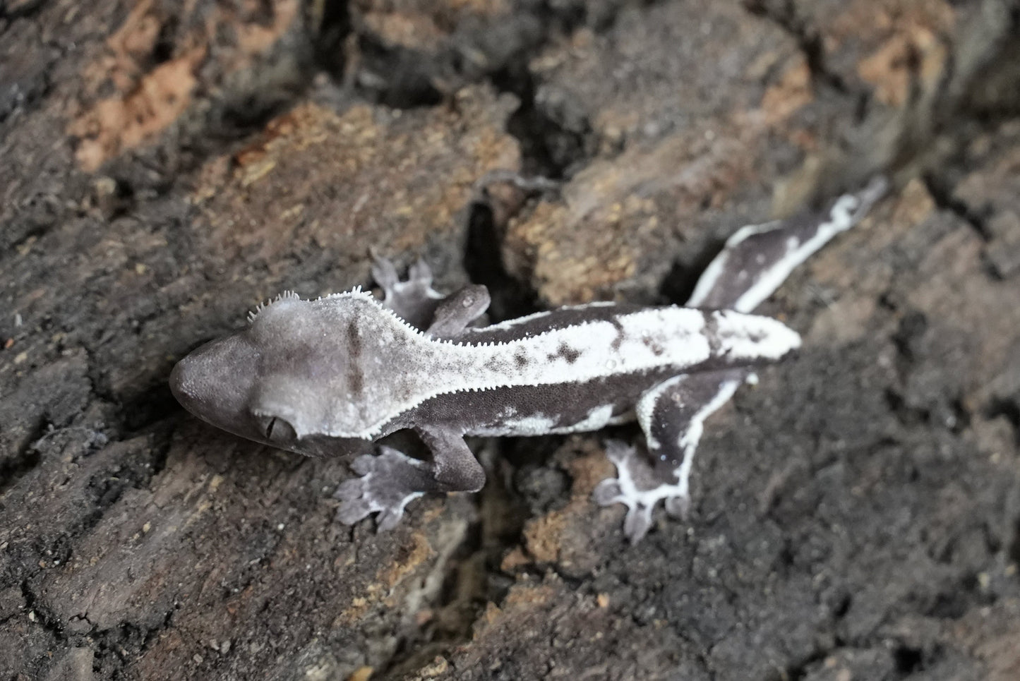 Axanthic Lilywhite