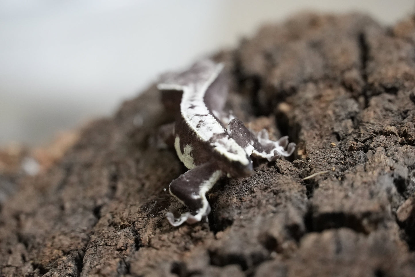 Axanthic Lilywhite