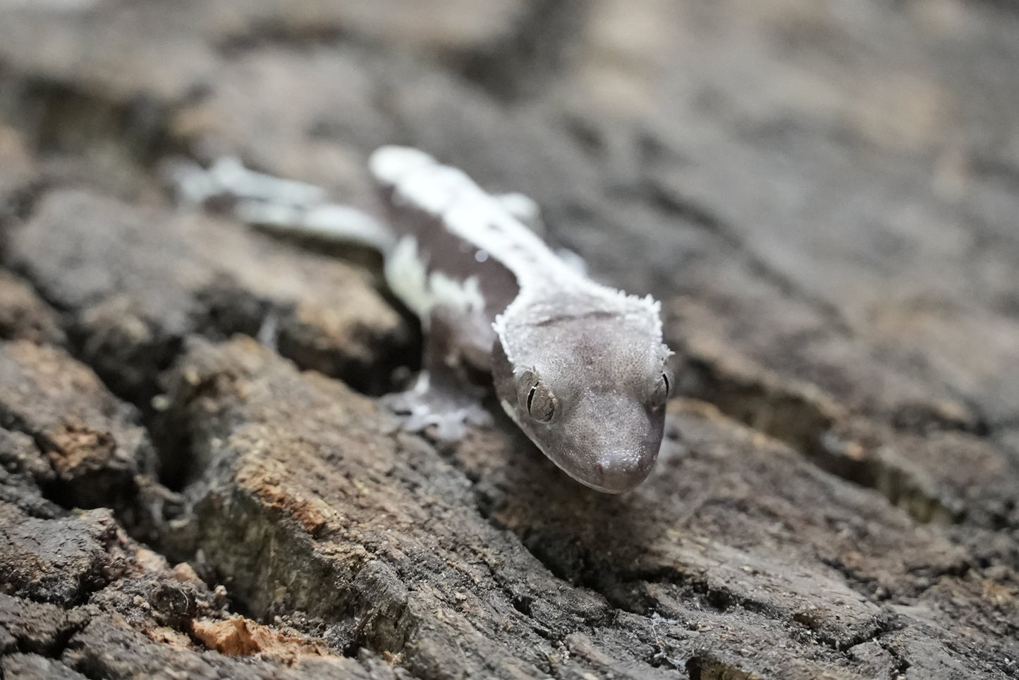 Axanthic Lilywhite