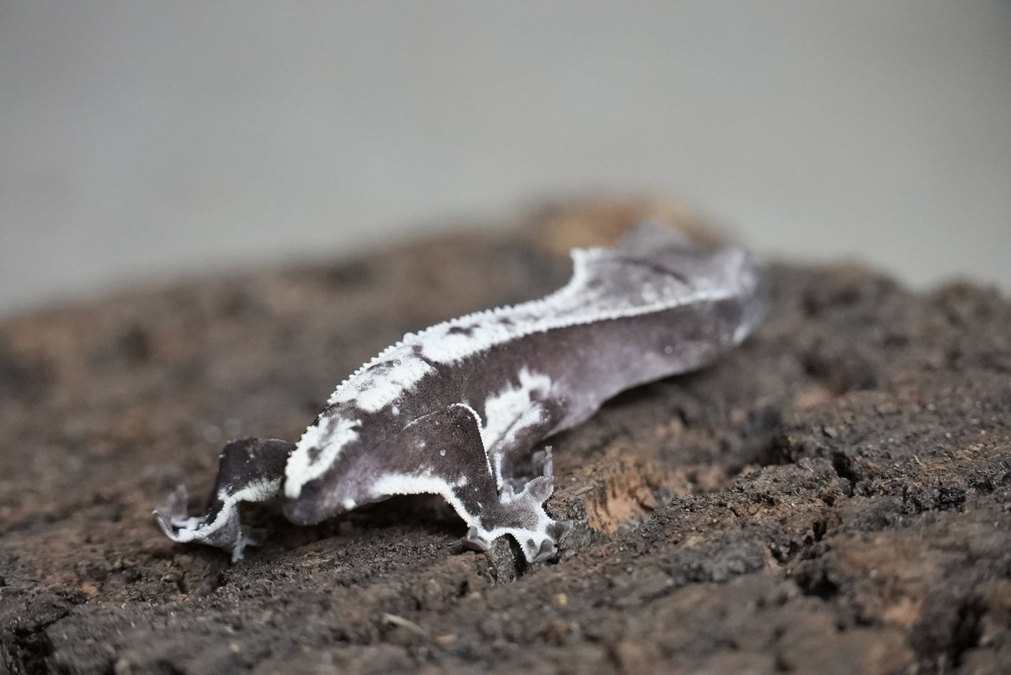 Axanthic Lilywhite