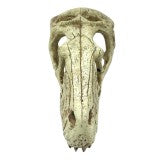 Komodo Raptor Skull Hide