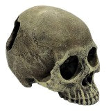 Komodo Human Half Skull Hideout Small