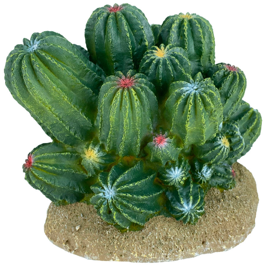 Komodo Cactus Plant Barrel 4in