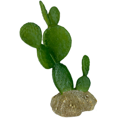 Komodo Cactus Plant Prickly Pear 6.3in