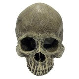 Komodo Human Half Skull Hideout Small