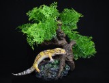 Komodo Bonsai Tree