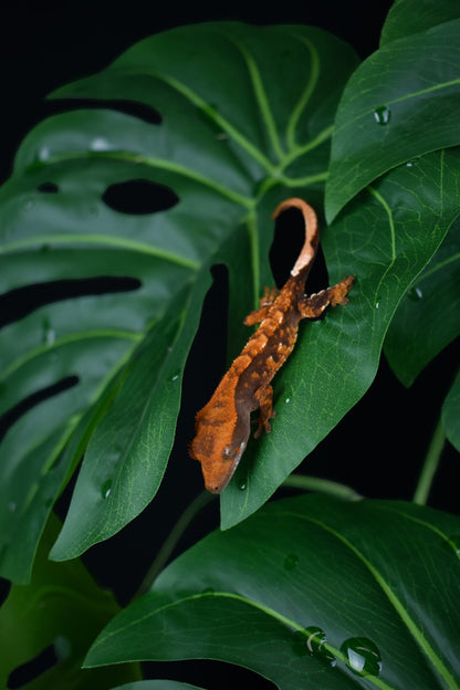 Komodo Monstera Leaf Standing Plant