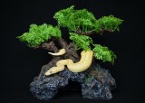 Komodo Bonsai Tree Hide