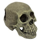 Komodo Human Full Skull Reptile Hide