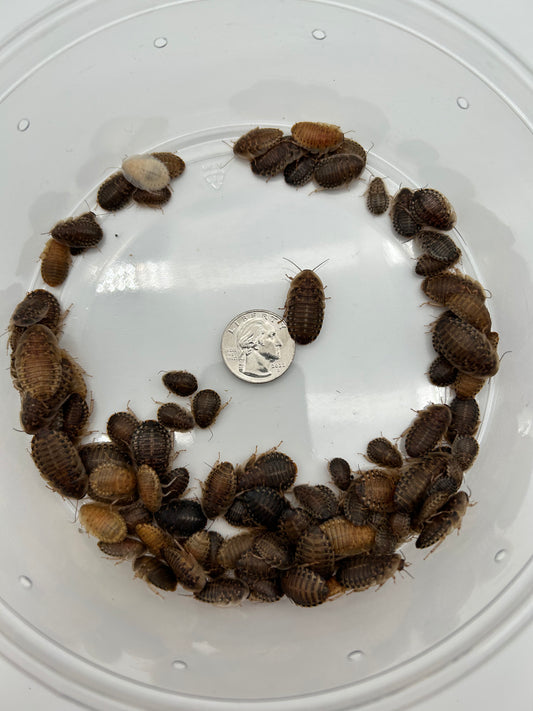 Medium Dubia Roaches