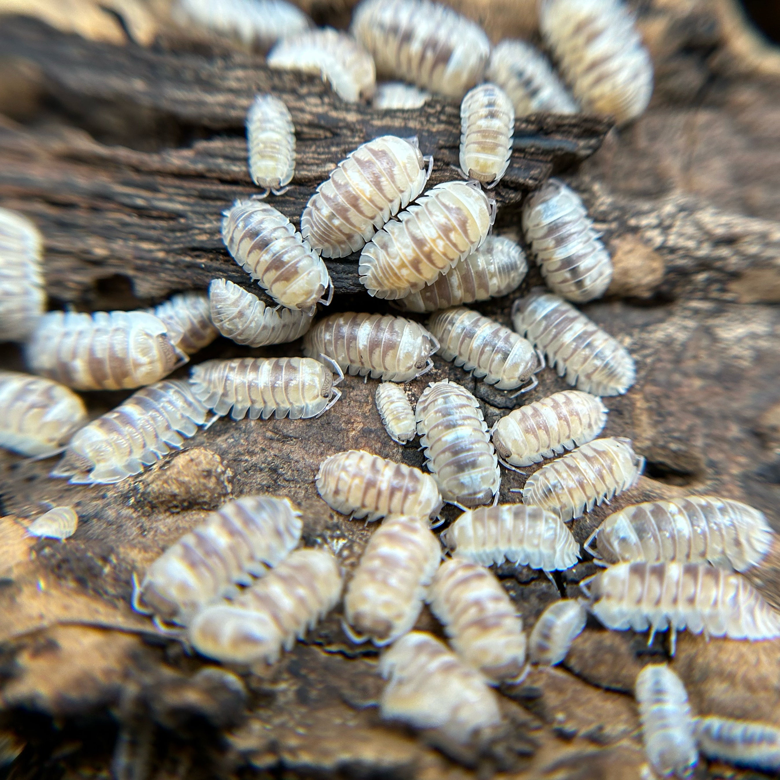 Armadillidium espanyoli (marbleized) – luxor reptiles