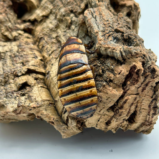 Halloween Hissing Cockroach