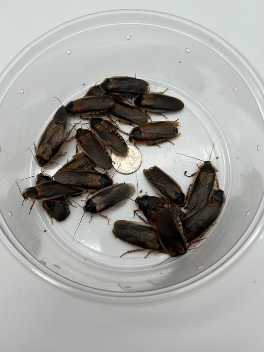 Adult Male Dubia Roach
