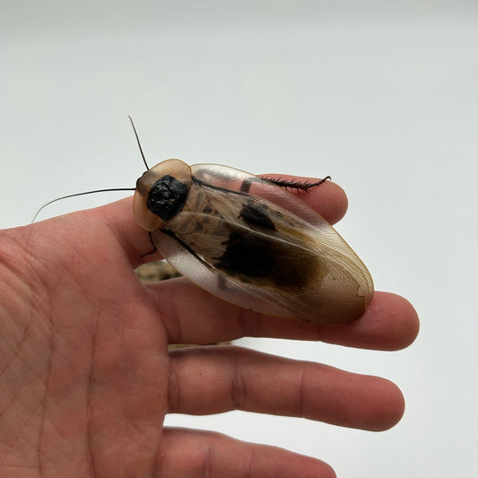 Giant cave roaches