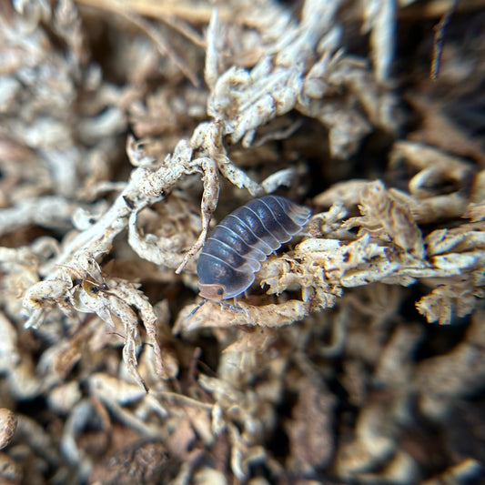 Cubaris sp. Pak Chong
