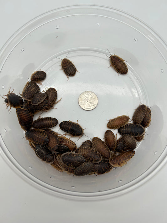 Large Dubia Roaches