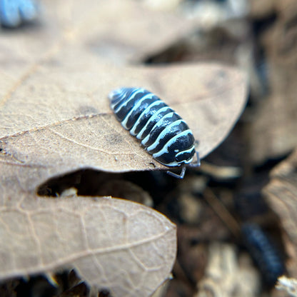 Armadillidium maculatum (zebra)