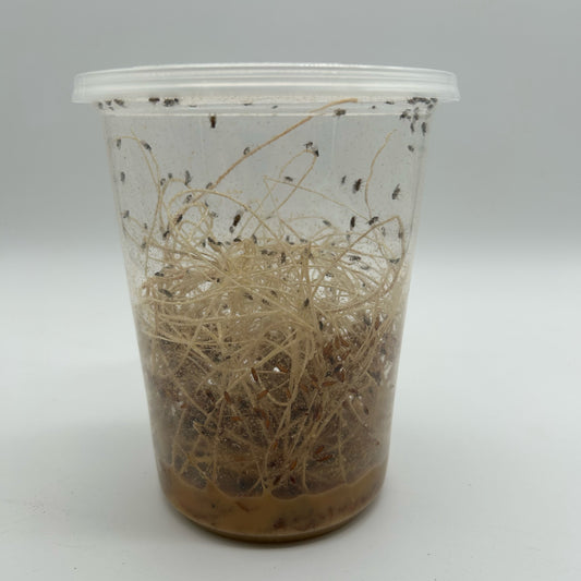 Hydei Fruit Fly Culture
