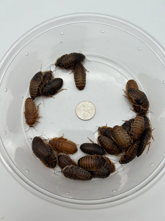 Extra Large Dubia Roach